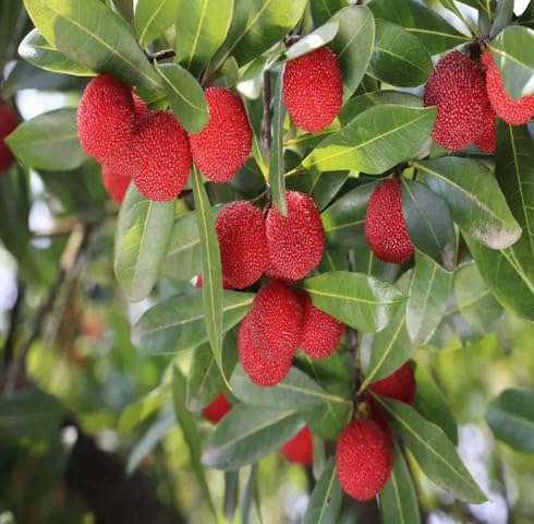 Red Bayberry Seeds – Heirloom, Non-GMO, High Germination Organic Garden Seeds