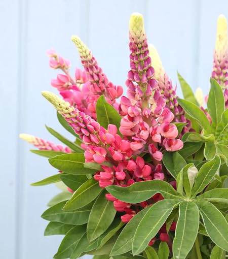 pink lupine flower seeds