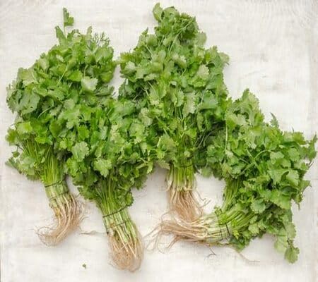 Green Coriander Seeds – Heirloom, Non-GMO, High Germination Organic Garden Seeds Planting