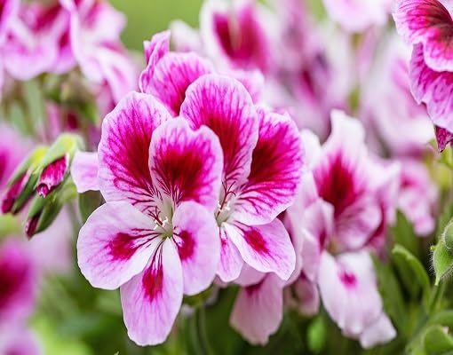 pinkgeraniumflowerheirloomnongmo flower seeds