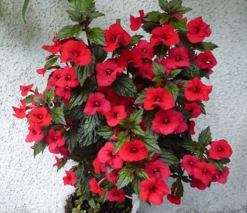 Red Achimenes Flower Seeds – Heirloom, Non-GMO, High Germination Organic Garden Seeds for Planting