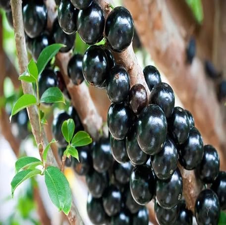 Black Jabuticaba Fruit Seeds – Heirloom, Non-GMO, High Germination Organic Garden Seeds