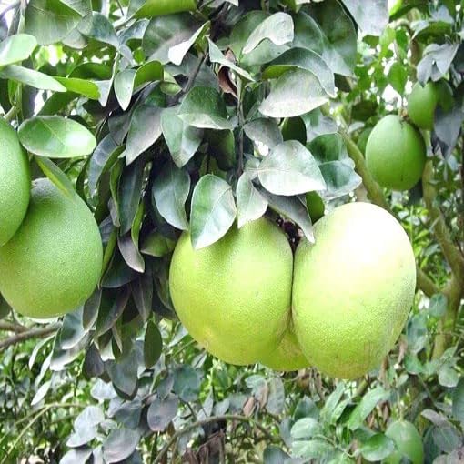 Green Pomelo Seeds for Planting – Heirloom Non-GMO High Germination Organic Garden Seeds
