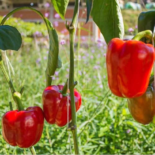 Red Pepper Seeds – Heirloom, Non-GMO, High Germination Organic Garden Seeds Planting