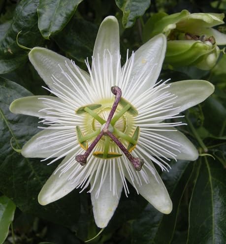 White Passion Flower Seeds – Heirloom, Non-GMO, High Germination Organic Garden Seeds