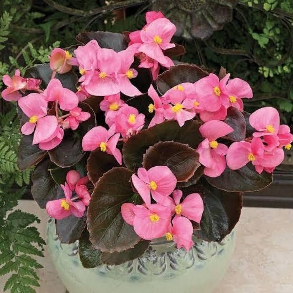 Begonia Flower Seeds Pink for Planting – Heirloom Non-GMO High Germination Organic Seeds
