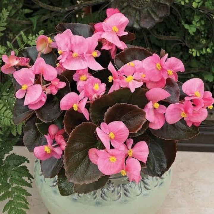 Begonia Flower Seeds Pink for Planting – Heirloom Non-GMO High Germination Organic Seeds