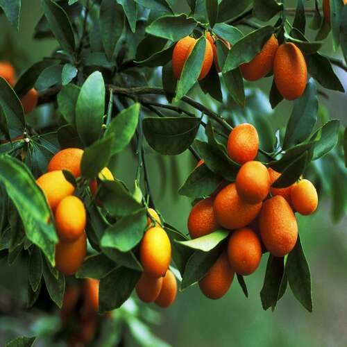 Orange Kumquat Seeds – Heirloom, Non-GMO, High Germination Organic Garden Seeds