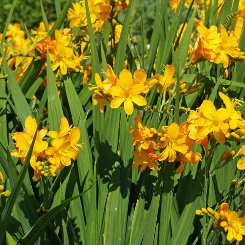 Yellow Crocosmia Flower Seeds – Heirloom, Non-GMO, High Germination Organic Garden Seeds