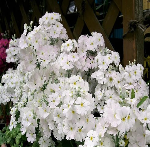 White Primula Malacoides Flower Seeds Heirloom Non-GMO High Germination Organic Garden Seeds for Planting
