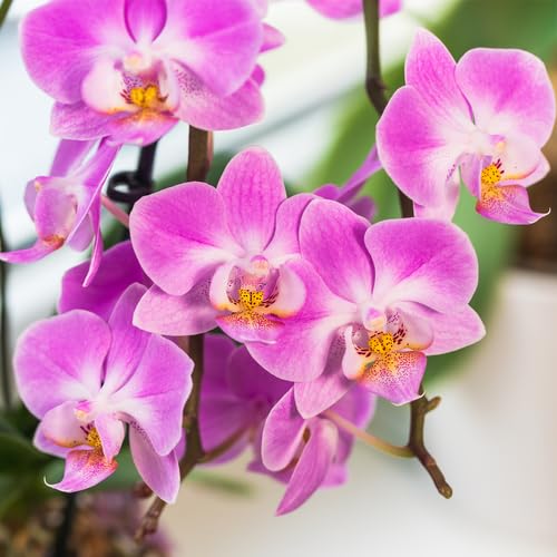 purple orchid flower seeds