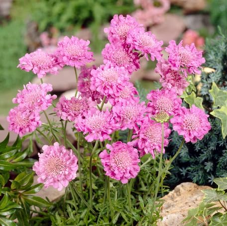 Pink Scabious Flower Seeds for Planting – Heirloom, Non-GMO High Germination Organic Garden Seeds