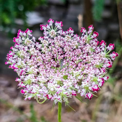 Pink White Daucus Flower Seeds Heirloom Non-GMO High Germination Organic Garden Seeds for Planting