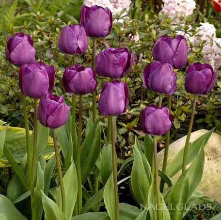 Purple Tulip Flower Seeds Heirloom Non-GMO High Germination Organic Garden Seeds for Planting
