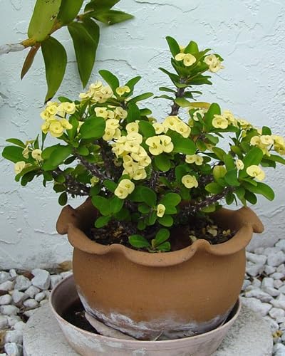 Yellow Fresh Crown Of Thorns Flower Seeds Heirloom Non-GMO High Germination Organic Garden Seeds