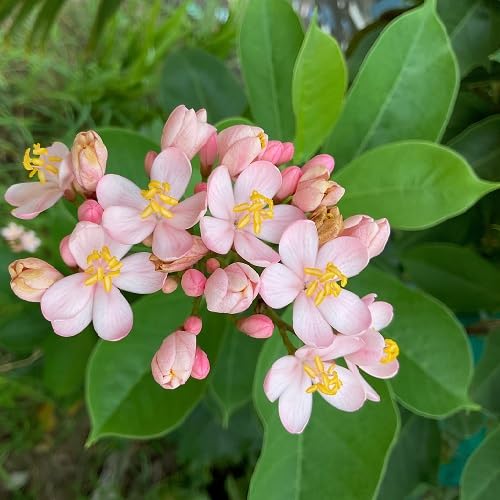 Pink Jatropha Flower Seeds – Heirloom, Non-GMO, High Germination Seeds