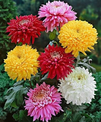 Mixed Chrysanthemum Flower Seeds – Heirloom, Non-GMO, High Germination Seeds
