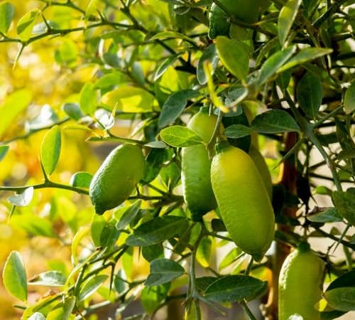 Green Finger Lime Seeds – Heirloom, Non-GMO, High Germination Organic Garden Seeds