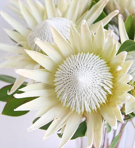 White Protea Flower Seeds for Planting – Heirloom, Non-GMO, High Germination