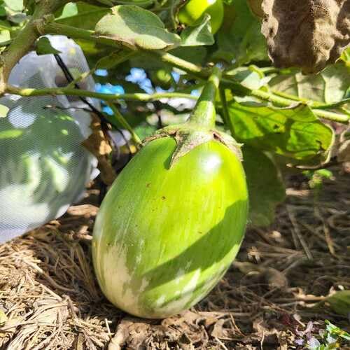 Green Eggplant Seeds – Heirloom, Non-GMO, High Germination Organic Garden Seeds Planting