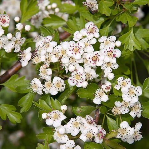 Hawthorn Flower Seeds – Heirloom, Non-GMO, High Germination Organic Garden Seeds for Planting