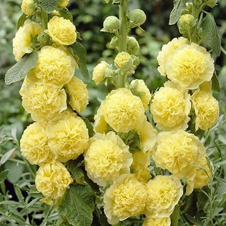 Yellow Double Hollyhock Flower Seeds – Heirloom Non-GMO High Germination Organic Seeds