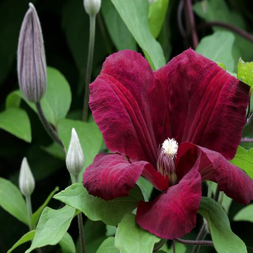 giantclematisflowermarronheirloomnongmo flower seeds