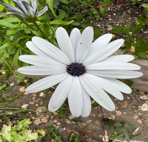 Osteospermum Flower Seeds – Heirloom, Non-GMO, High Germination Organic Garden Seeds for Planting