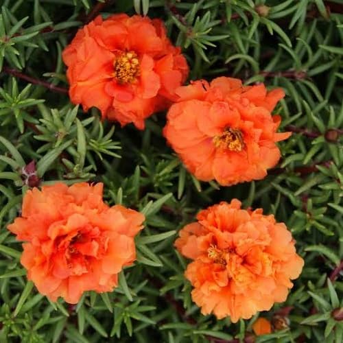 Moss Rose Flower Seeds for Planting – Heirloom Non-GMO High Germination Organic Garden Seeds