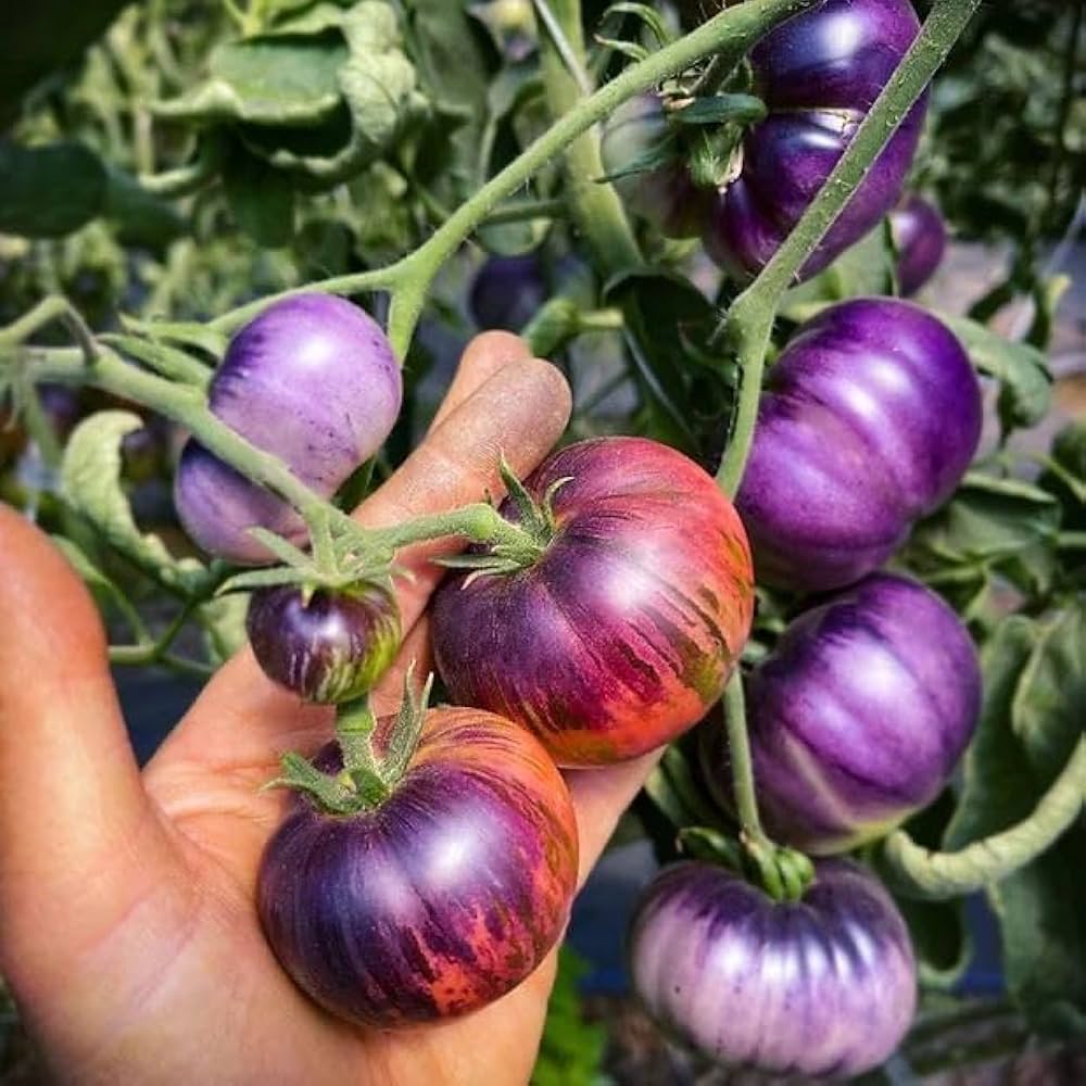 sart roloise flower seeds