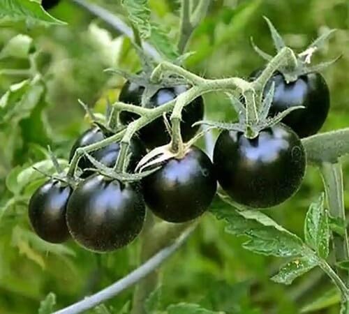 Black Tomato Seeds – Heirloom, Non-GMO, High Germination Organic Garden Seeds Planting