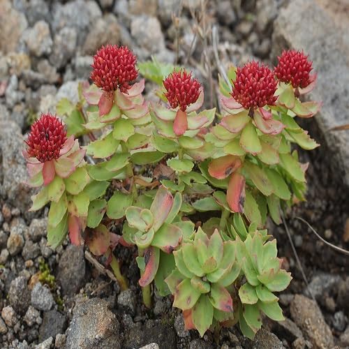 Red Rhodiola Rosea Flower Seeds for Planting – Heirloom Non-GMO High Germination Organic Garden Seeds