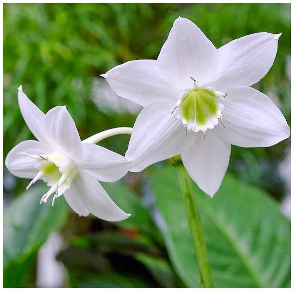 lily bulbs flower seeds