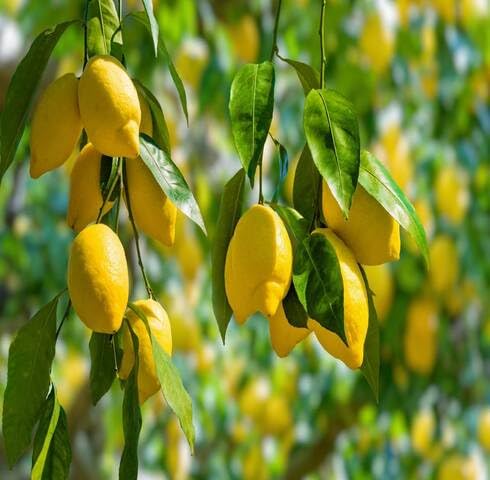 Yellow Lemon Seeds – Heirloom, Non-GMO, High Germination Organic Garden Seeds