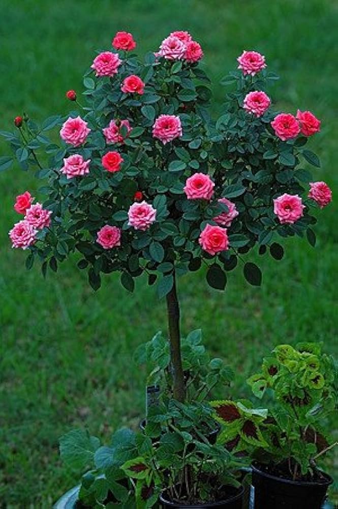 rose flower flower seeds