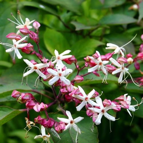 White Clerodendron Trichotomum Flower Seeds Heirloom Non-GMO High Germination Organic Garden Seeds for Planting