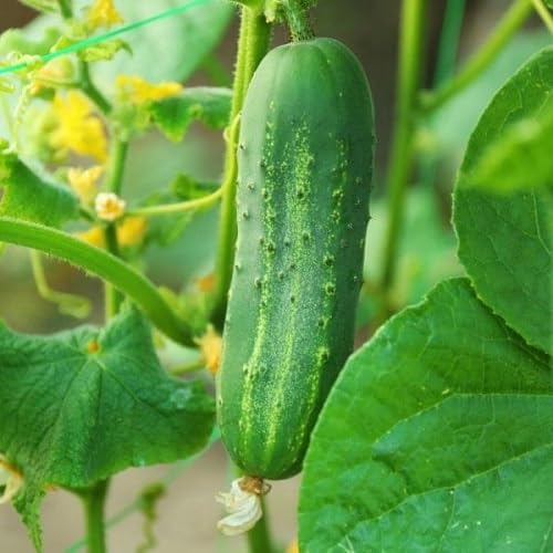 Cucumber Seeds – Heirloom, Non-GMO, High Germination Organic Garden Seeds Planting
