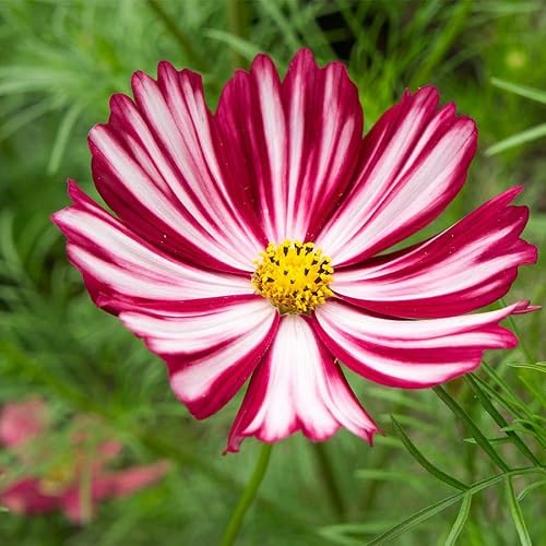 Red White Cosmos Flower Seeds Heirloom Non-GMO High Germination Organic Garden Seeds for Planting