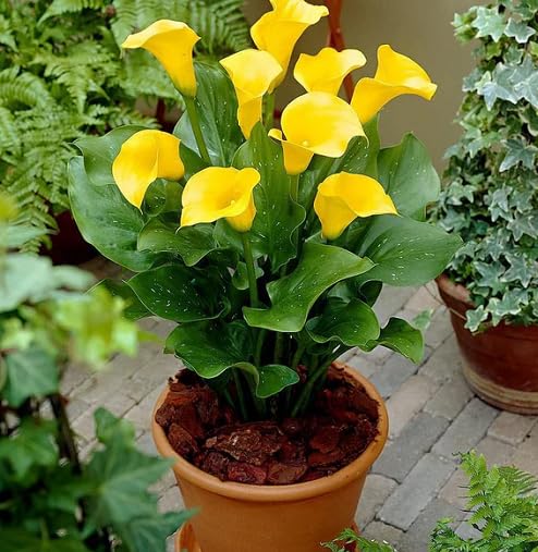 Yellow Zantedeschia Calla Lily Seeds for Planting | Heirloom Non-GMO Organic