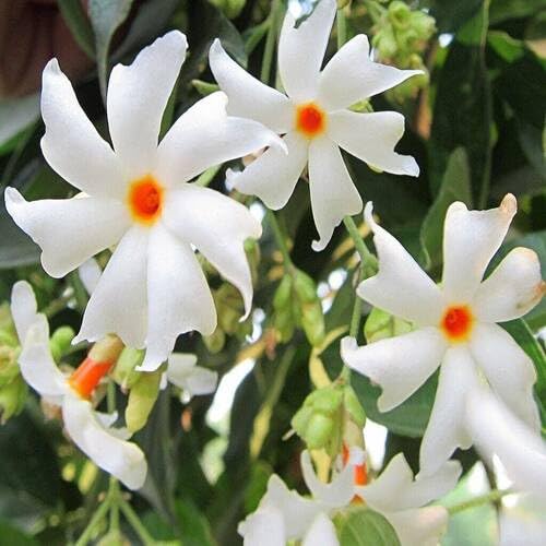 whitenightjasmineflowerheirloomnongmo flower seeds
