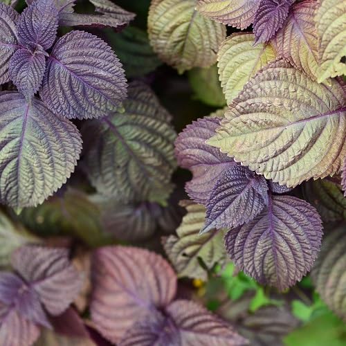 purple green flower seeds