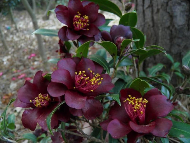 Maroon Perennial Camellia Flower Seeds – Heirloom, Non-GMO, High Germination Seeds