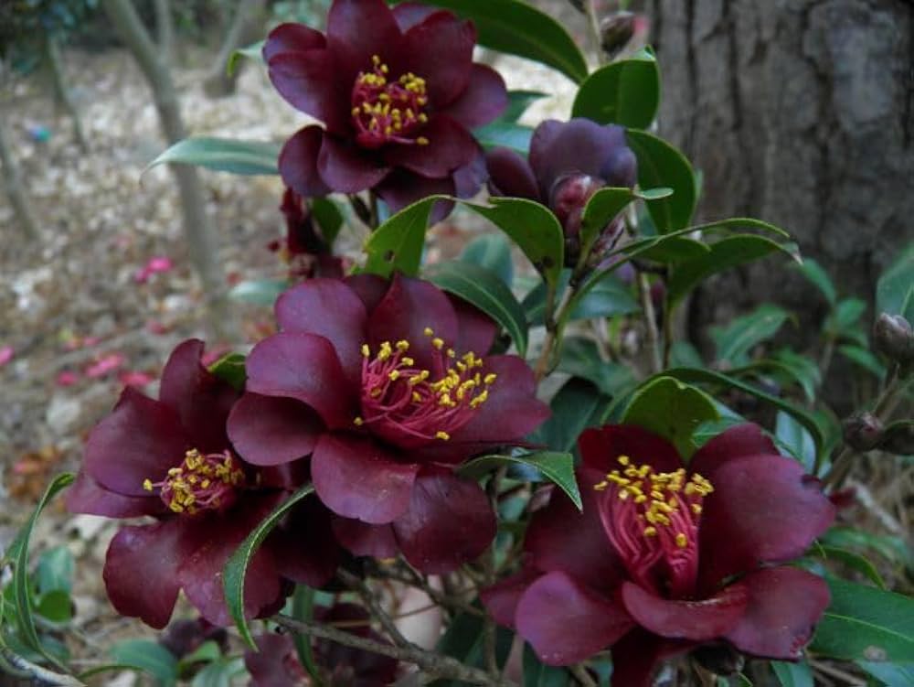 Camellia Flower Seeds Maroon – Heirloom, Non-GMO, High Germination Organic Seeds
