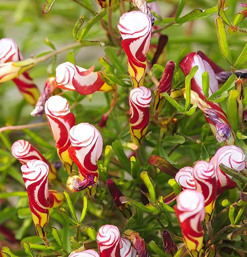 Red Oxalis Versicolor Flower Seeds – Heirloom Non-GMO High Germination Organic Garden