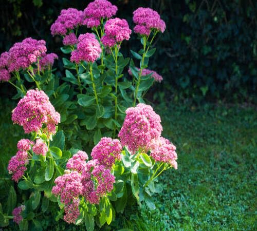 Semillas de flor Telephium Rosa – Herencia, sin OGM, alta germinación, semillas orgánicas para jardín para plantar