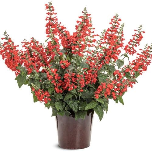 Red Salvia Flower Seeds – Heirloom Non-GMO High Germination Organic Garden Seeds