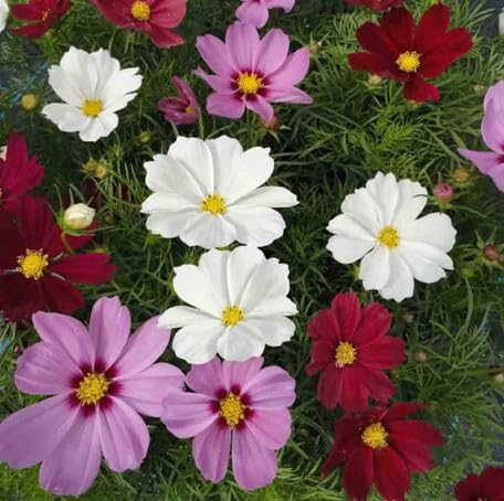Mixed Cosmos Flower Seeds – Heirloom, Non-GMO, High Germination Organic Garden Seeds for Planting