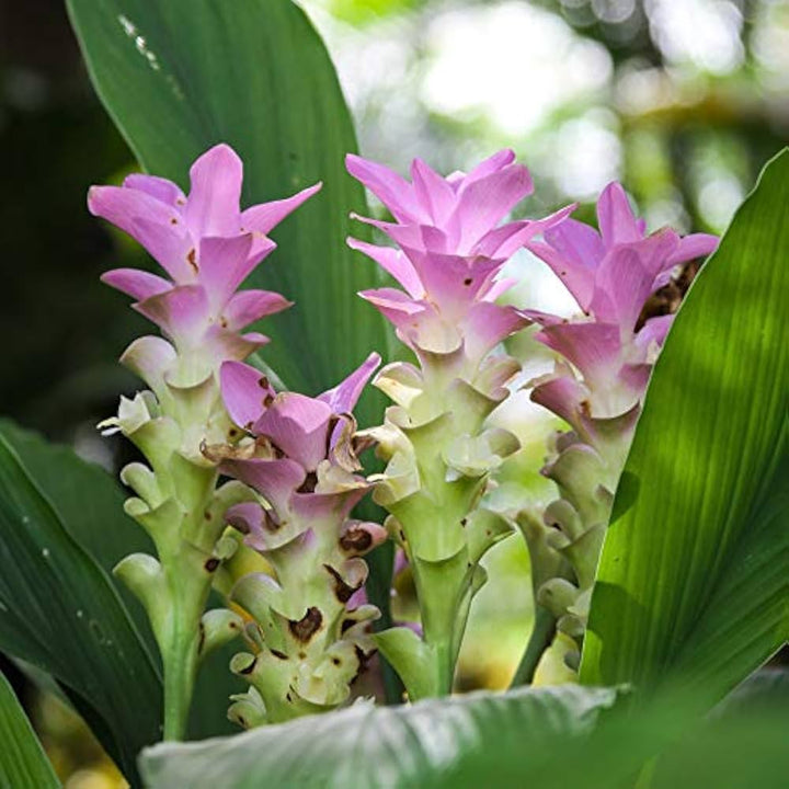 Curcuma Flower Seeds Pink for Planting – Heirloom Non-GMO High Germination Organic Seeds