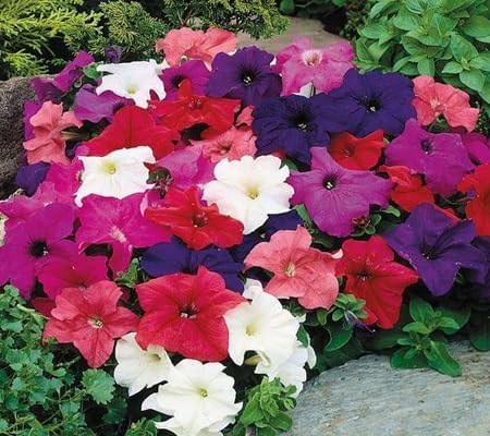 Petunia Flower Seeds Heirloom Non-GMO High Germination Organic Garden Seeds for Planting
