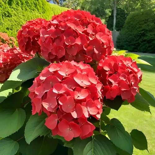 Red Macrophylla Flower Seeds – Heirloom, Non-GMO, High Germination Organic Garden Seeds for Planting